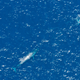 Illustration for article titled This is what blue whale poop looks like from an airplane. Tremble.